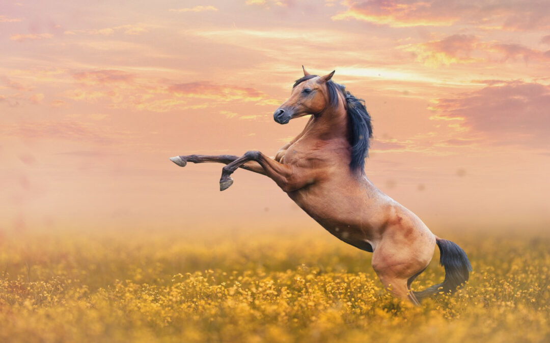 Horse Training – Rearing