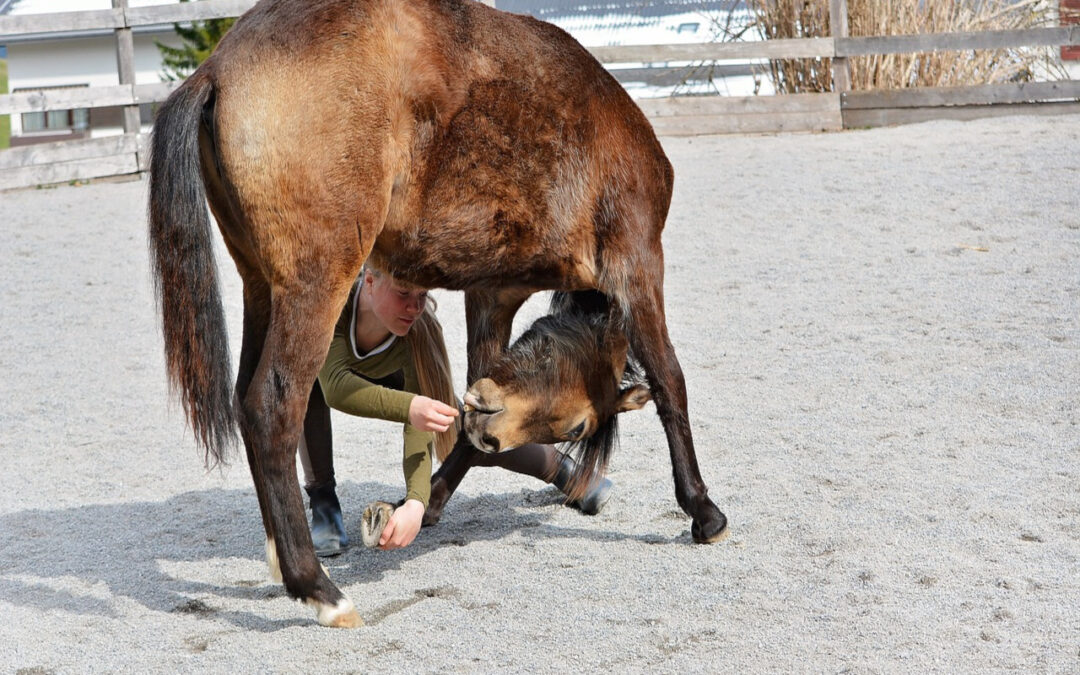 Horse Trick Training