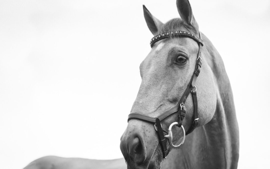 Horse Training – Parelli Method